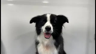 Border Collie Full Groom | Dog Grooming