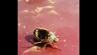 Зомбированный мёртвый жук, контролируемый грибом-паразитом