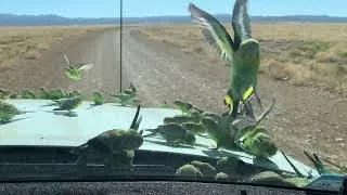 Wild Budgies