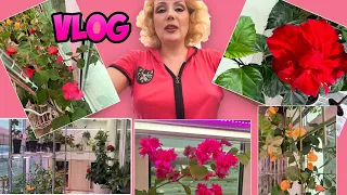 VLOG//:  КОЛЛЕКЦИЯ БУГЕНВИЛЛИЙ🌺- грунт, уход, где купить// ОБЗОР ЗИМНЕГО САДА