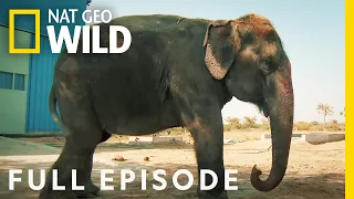 Operation: Elephant (Full Episode) | Jungle Animal Rescue