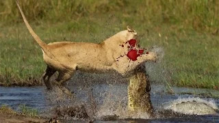 The most amazing wildlife attacks # 1  Crocodile ,Lion, Zebra ,Elephant
