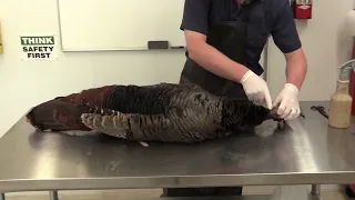 Full Strut Turkey Taxidermy Process  # 1 Basic Anatomy