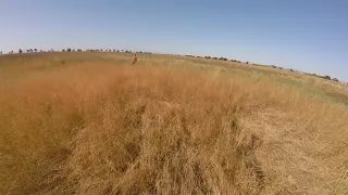 Pheasant Hunting at Hastings