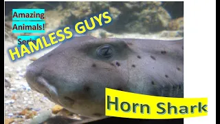 Horn Shark facts 🦈 short, blunt head with ridges over its eyes 👀