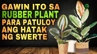 GAWIN MO ITO SA RUBBER PLANT PARA PATULOY ANG DALOY NG SWERTE | Lucky plants Rubber money plant 2023