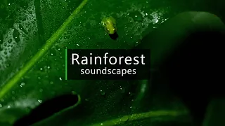 Rainy morning in the jungle - Nature sounds