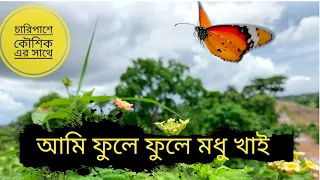 "Fluttering Beauty: The Enchanting World of Butterflies 🦋"