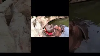 Hippo 🦛 eat watermelon