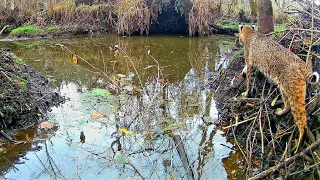 BEAVER DAM TRAIL CAMERA Footage At Muddy Beaver Dam! Bob Scared Me!