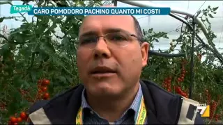 Pomodoro Pachino quanto mi costi