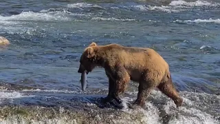 Brooks Falls: Bear Catches, Loses, and Catches Fish Again
