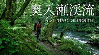 4K 奥入瀬渓流 石下戸から十和田湖9kmの新緑トレイル｜Hiking Oirase stream in Aomori