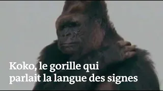 Les célèbres images de Koko, le gorille qui parlait la langue des signes