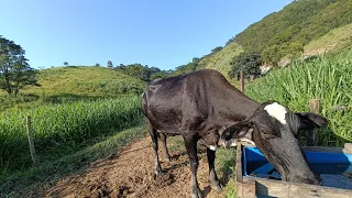 Porque muitas pessoas não conseguem lucrar com o leite.