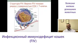 Инфекционный Иммунодефицит Кошек (FIV, Вирусный Иммунодефицит, СПИД Кошек)