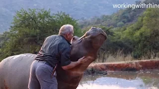 Meet eMMa – A hippo that was rescued when she was just a week old!