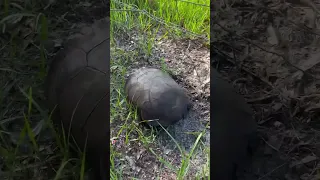 Gopher Tortoise at Wolfe’s World HQ! #animal #reptile #tortoise