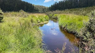 Dry Fly Fishing for Brown Trout on an Australian Alpine Stream