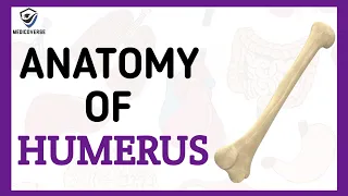 Humerus Bone Anatomy - Learn in 5 Minutes !