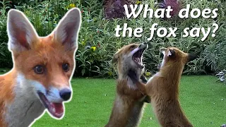 What noises does a fox make?