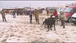 Паводки в ЗКО: будут ли возмещены потери животноводов