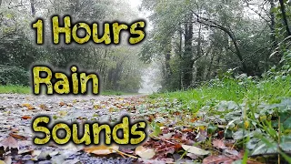 rain sounds 1 hours | calming sound of rain in foggy forest 1 hour | rain drops falling from trees