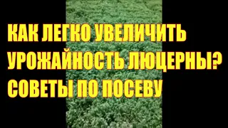 Как легко увеличить урожайность люцерны? Советы по посеву