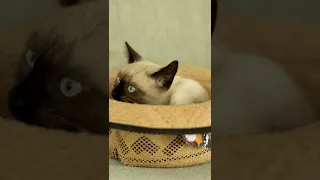 Funny Cat - Siamese | Cat | Inside-A-Hat | Funny #Shorts