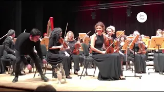 Naughty cat disrupts live orchestra concert and steals the show