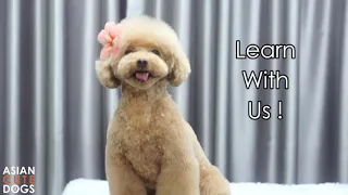 MUSHROOM STYLE POODLE CLASS PREVIEW | ASIAN CUTE DOGS