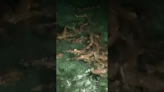 Мальдивы  осень 2020 акулы рифовые