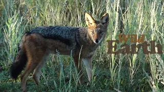 WildEarth - Sunset  - 3 April 2021