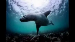 Leopard Seal Approaches Divers in Antarctica