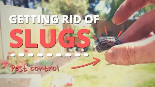 Two Easy Ways to Remove Slugs & Snails | How To Control Pests