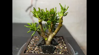 Plant & Prune my Gollum Jade || Jade Bonsai || Super Bonsai