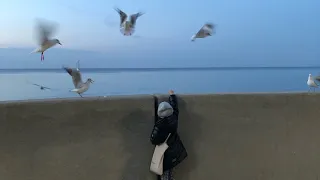 Чайки кормление. Балтийское море