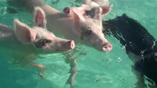 "Exumas"  Beautiful Bahamas, #SWIMMING WITH PIGS! #ASMR