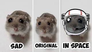 Sad Hamster in Space