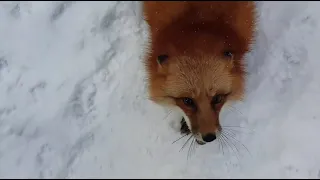 Alice the fox. From a calm mood to an attack is one step.