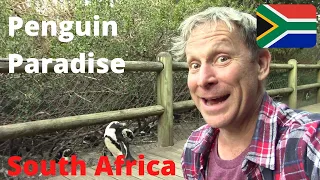 🇿🇦 Africa's FREE PENGUINS? Boulders Beach Penguins + Simon's Town Tourism Budget Travel SOUTH AFRICA