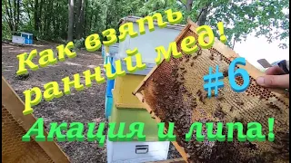 ✅ Как собрать майский мед и с липы! #ПЧЕЛОВОДСТВ6 НАЧИНАЮЩИМ С НУЛЯ!