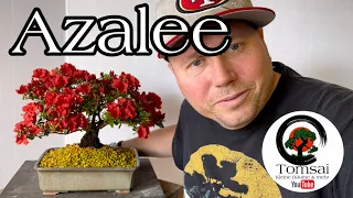 Azalee Umtopfen,Austrieb und Blüte Bonsai 20/23