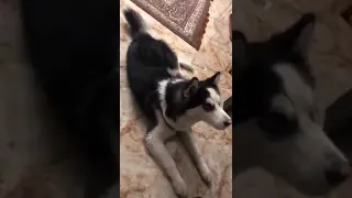 Talking dog says " i love you "/ собака хаски говорит - " I love you "