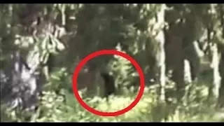Solving Bigfoot The Evidence The Paul Freeman Footage