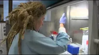 TV News QLD (ABC) 23/11/2011 - Scientists find quicker way to help coral reefs
