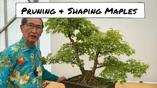 How to Shape Maples