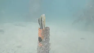 Meeting a Friendly Striped Blenny | Clifton Gardens