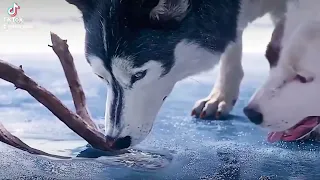 the Call of the Wild. Зов предков. рекомендую к просмотру👍🏻