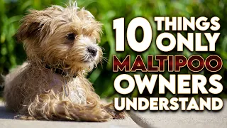 10 Things Only Maltipoo Dog Owners Understand